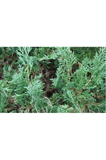 Juniperus horizontalis ’Montana’ 